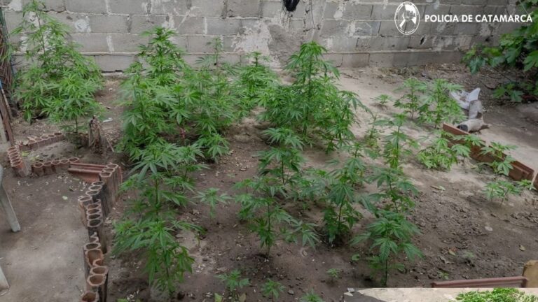Plantines de marihuana secuestrados en una vivienda del barrio Jesús de Nazareth